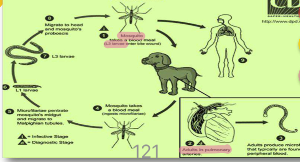 <p>Lifecycle </p>