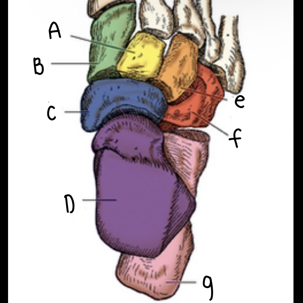 <p>What is letter A pointing to?</p>