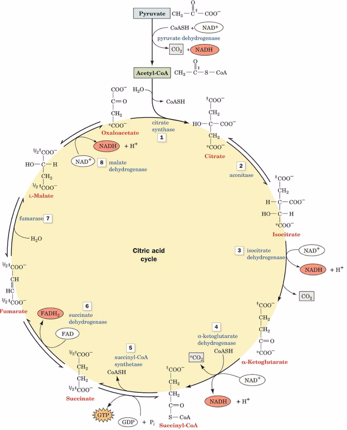 <ol><li><p>acetyl-CoA + oxaloacetate (citrate synthase, H2O) citrate + CoA-SH </p></li><li><p>citrate (aconitase) isocitrate</p></li><li><p>isocitrate (isocitrate dehydrogenase, NAD+→NADH, CO2) alpha-ketoglutarate</p></li><li><p>alpha-ketoglutarate (alpha-ketoglutarate dehydrogenase, NAD+→NADH, CoA-SH→CO2) succinyl-CoA</p></li><li><p>succinyl-CoA (succinyl-CoA synthetase, CoASH, ADP→ATP) succinate</p></li><li><p>succinate (succinate dehydrogenase, FAD→FADH2) fumarate</p></li><li><p>fumarate (H2O, fumarase) malate</p></li><li><p>malate (malate dehydrogenase, NAD+→NADH) oxaloacetate </p></li></ol><p></p>