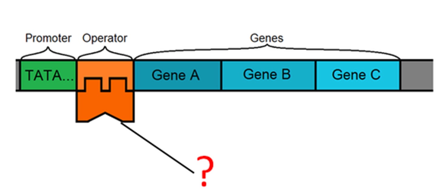 <p>A protein that regulates DNA transcription by preventing RNA polymerase from attaching to the operator</p>