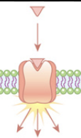 <p>What do Receptors do?</p>
