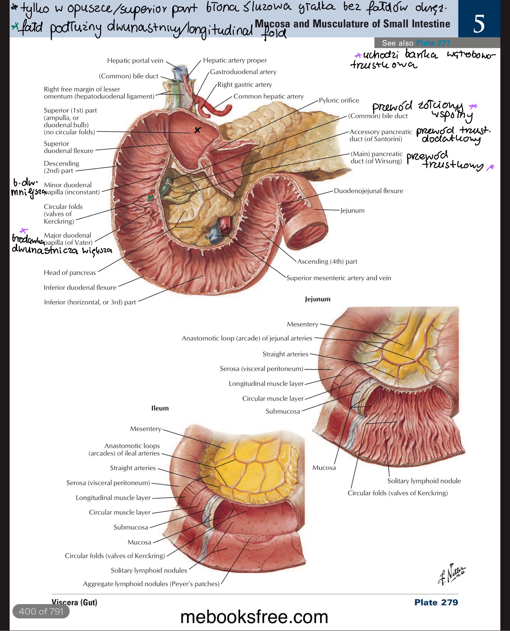 <p><span>bańka wątrobowo-trzuskowa / hepatopancreatic ampulla</span></p><ul><li><p><span>otoczona mięśniówką&nbsp;okrężną » m. zwieracz bańki wątrobowo-trzustkowej / sphincter of hepatopancreatic ampulla</span></p></li></ul>