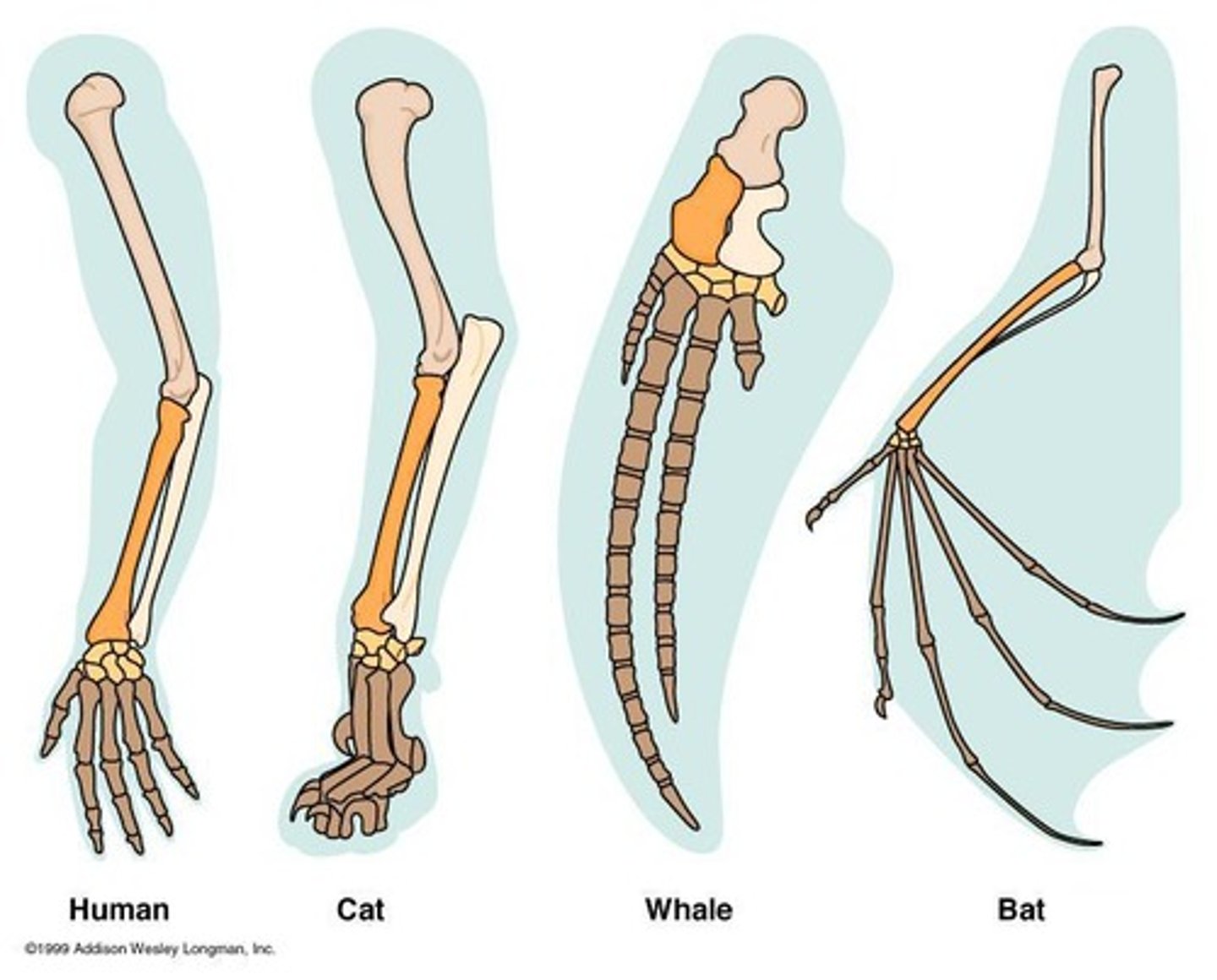 <p>Humerus, radius, ulna, carpals, metacarpals, phalanges.</p>