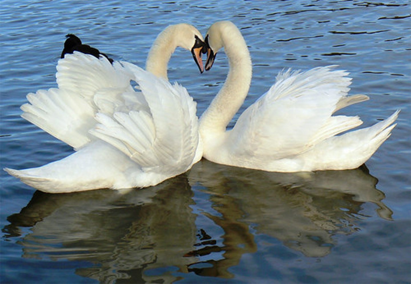 <p>(adj.) fond of; feeling love toward</p>