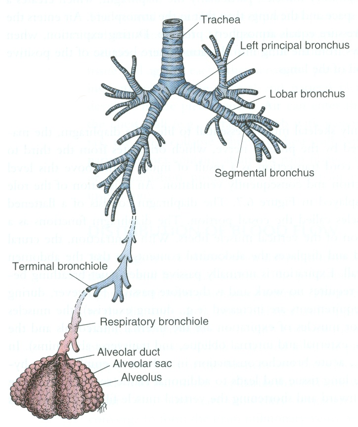 <p>Exchange CO2 and O2 with blood from thin capillary net</p><p>Surrounded by capillaries</p>