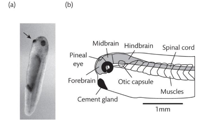 <p>Attaches to substrate via mucus from cement gland</p><p>It will swim and be stimulated</p>