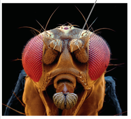 <p>example: mutation in regulatory DNA in <em>Drosophila</em></p>