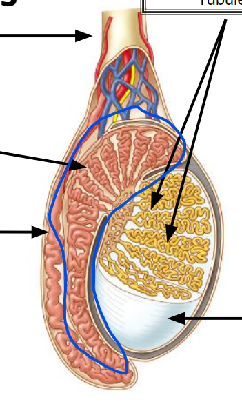 <p><span>Stores &amp; maturation of sperm cells; 🡪 vas deferens</span></p>