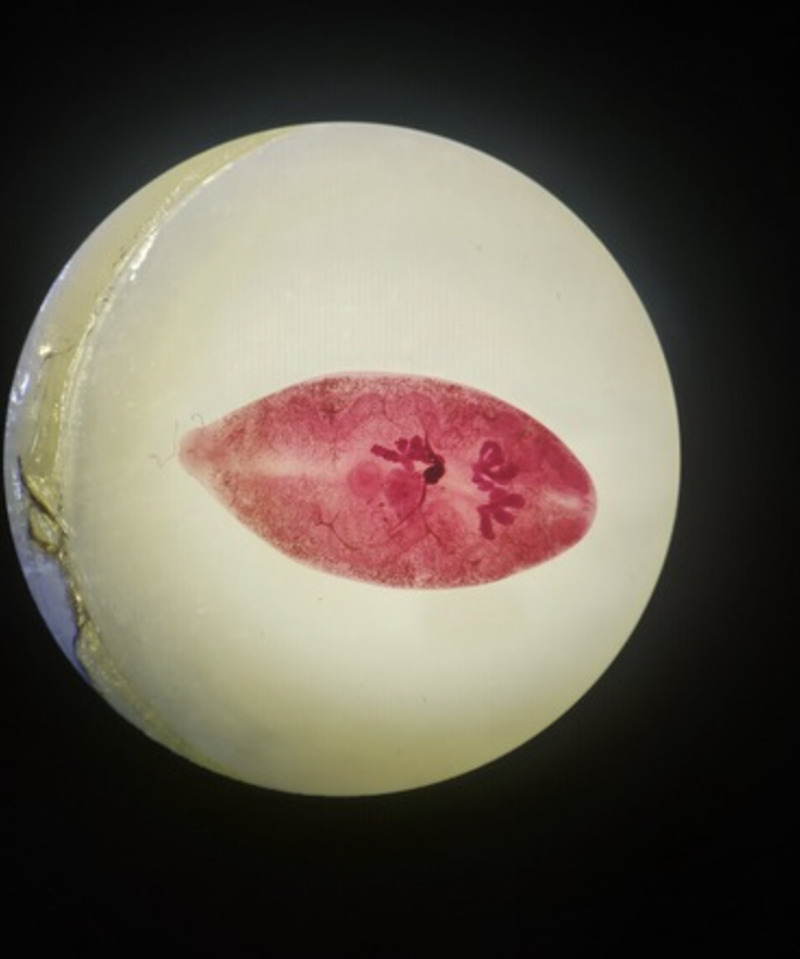 <ul><li><p>identify</p></li></ul><ul><li><p>m.o.t</p></li></ul><ul><li><p>infective stage</p></li><li><p>d host, i host</p></li></ul><p></p>