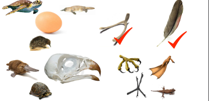 <p>What features are unique to birds?</p>