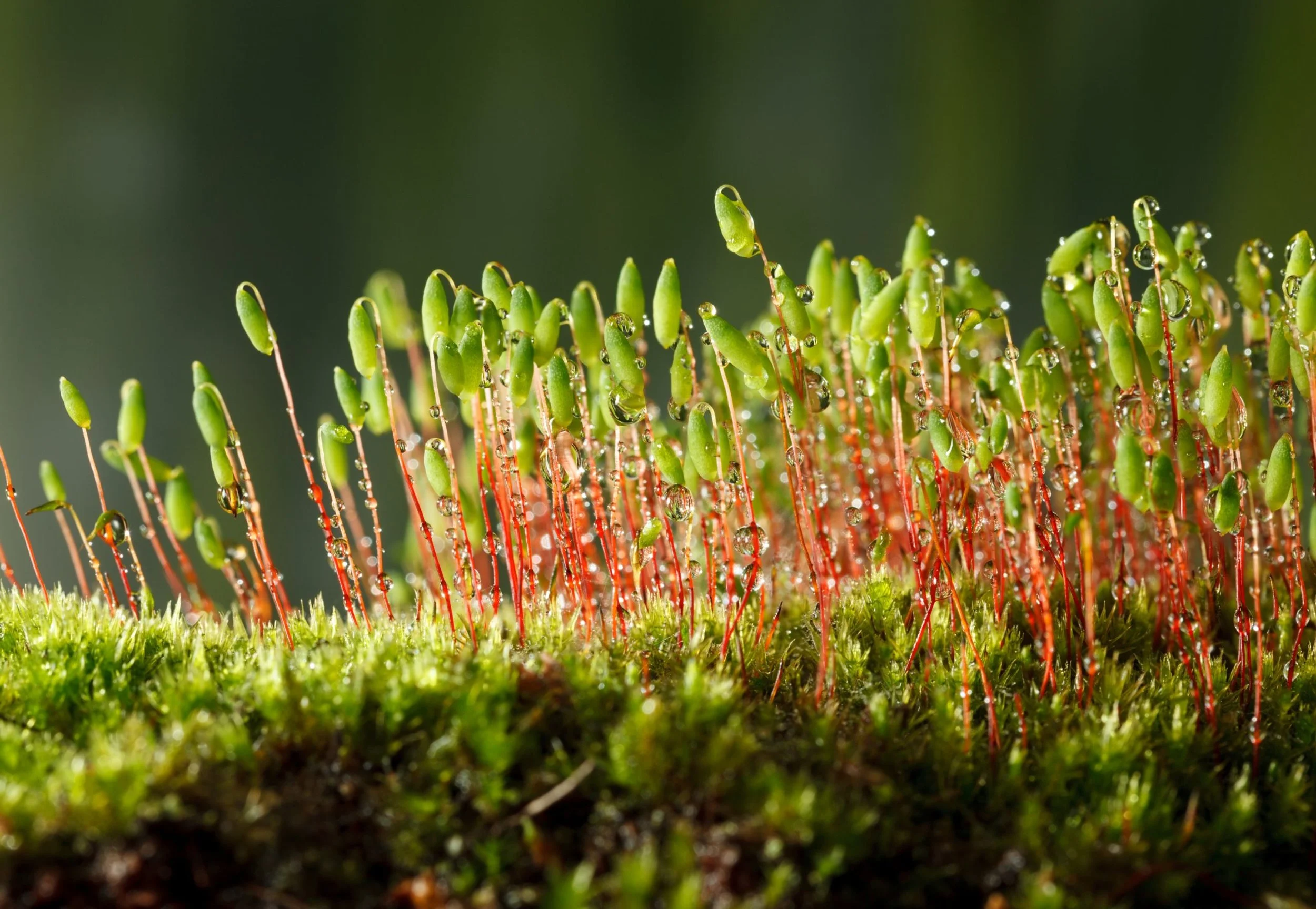 <p>Bryophyte; small leafy plants; capsule on stalk; <strong>gametophyte dominant</strong>.</p>
