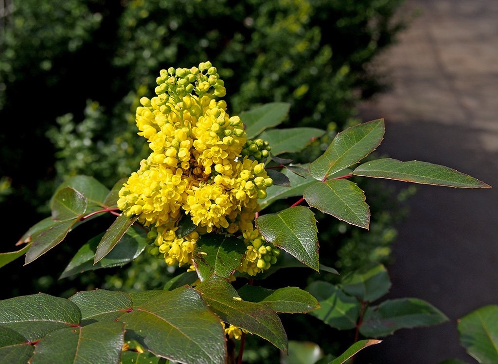 <p>Mahonia aquifolium - <strong>Berberidaceae</strong></p>