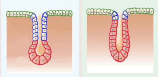 <p>Tubuloacinar glands</p>