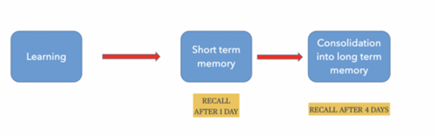 <p>Signaling for protein synthesis</p><p>Activated PKA can be transported to the nucleus • </p><p>PKA phosphorylates transcription factor proteins </p><p>DOES MEMORY REQUIRE PROTEIN SYNTHESIS</p><p>Short-term memory → NO</p><p>Long-term memory → YES</p><p>Memory happens in stages:</p><p>Learn something</p><p>Short-term memory (temporary)</p><p>Consolidation → long-term memory</p><p>Behavioral testing for memory</p><p>Train an animal to have a response to a certain set of conditions.</p><p>Limitations in model animals</p><p>Response repertoire</p><p>Size and repeatability of response</p><p>Fear conditioning</p><p>Strong repeatable responses</p><p>Variable strength of memory</p><p>Present and measurable with non-verbal behavior in many model systems</p><p>Zebrafish - twitching</p><p>Mouse - freezing and jumping</p>