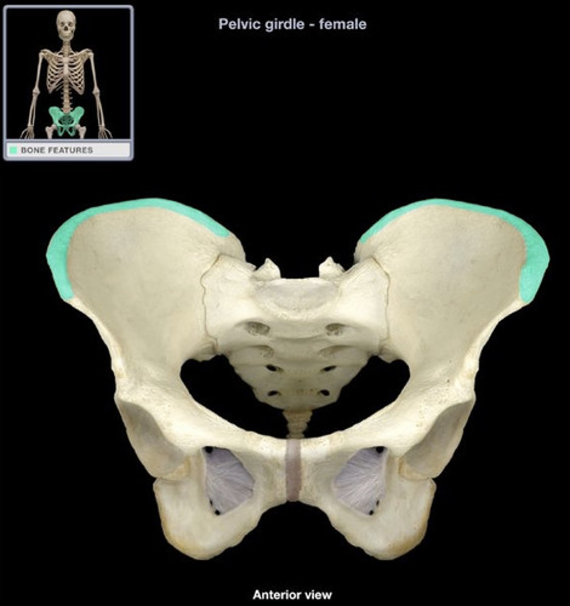 <p>- thick superior margin of bone</p><p>- Provides attachment for muscles of back, thigh, and abdominal wall</p><p>- Landmark for intramuscular injections</p>