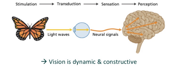 <p>Sensation = the raw input</p><ul><li><p>when a stimulus (light, sound etc.) activates our sensory organs</p></li></ul><p>Perception = the brains interpretation</p><ul><li><p>using past knowledge to organise and make sense of that sensory input</p></li></ul><p></p>