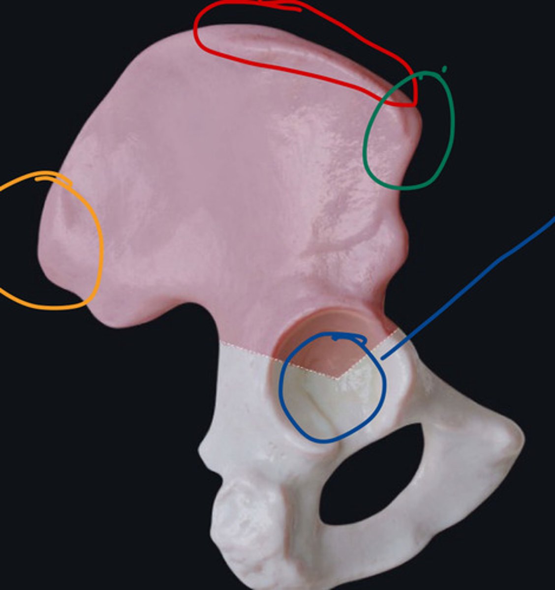 <p>what is the orange circle on the illium</p>