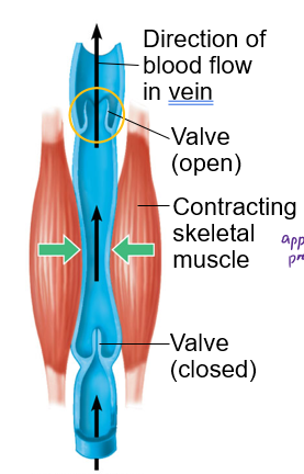 <p>an open valve, and contracting skeletal muscle</p>