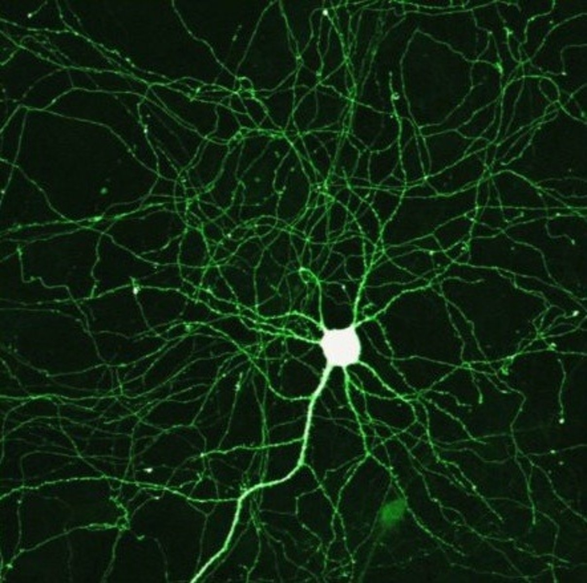 <p>The functional units of the nervous system; also called nerve cells.</p>