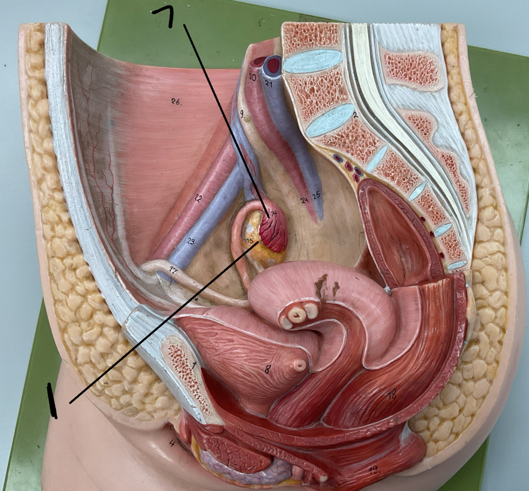 <p>7</p>