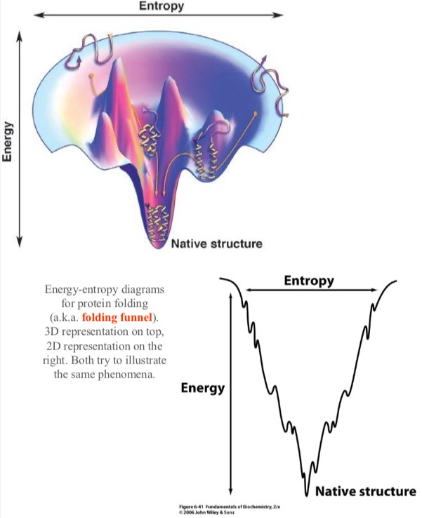<p>There are several local minimums that could trap a protein however the dynamic nature of a protein allows folding to a global energy minimum.</p>