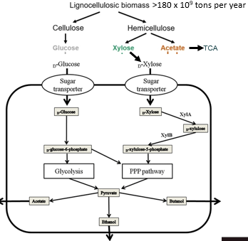 <figure data-type="blockquoteFigure"><div><blockquote><p>180 billion tons metabolized yearly by microbes</p></blockquote><figcaption></figcaption></div></figure><p></p>