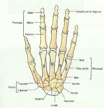 5 (long bones of the hand, # 1-5)