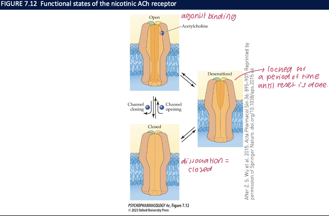 <ul><li><p>closed</p></li><li><p>desensitized</p></li><li><p>closed</p></li><li><p>won’t open even if an agonist binds&nbsp;</p><ul><li><p>prolonged exposure to an agonist enhances the rate of conversion to the desensitized state → can spontaneously resensitize</p></li></ul></li></ul><p></p>