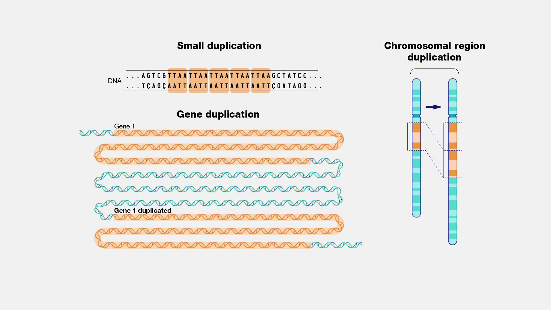 <p>repetition of a genetic segment.</p><p>often have serious effects on an organism</p>