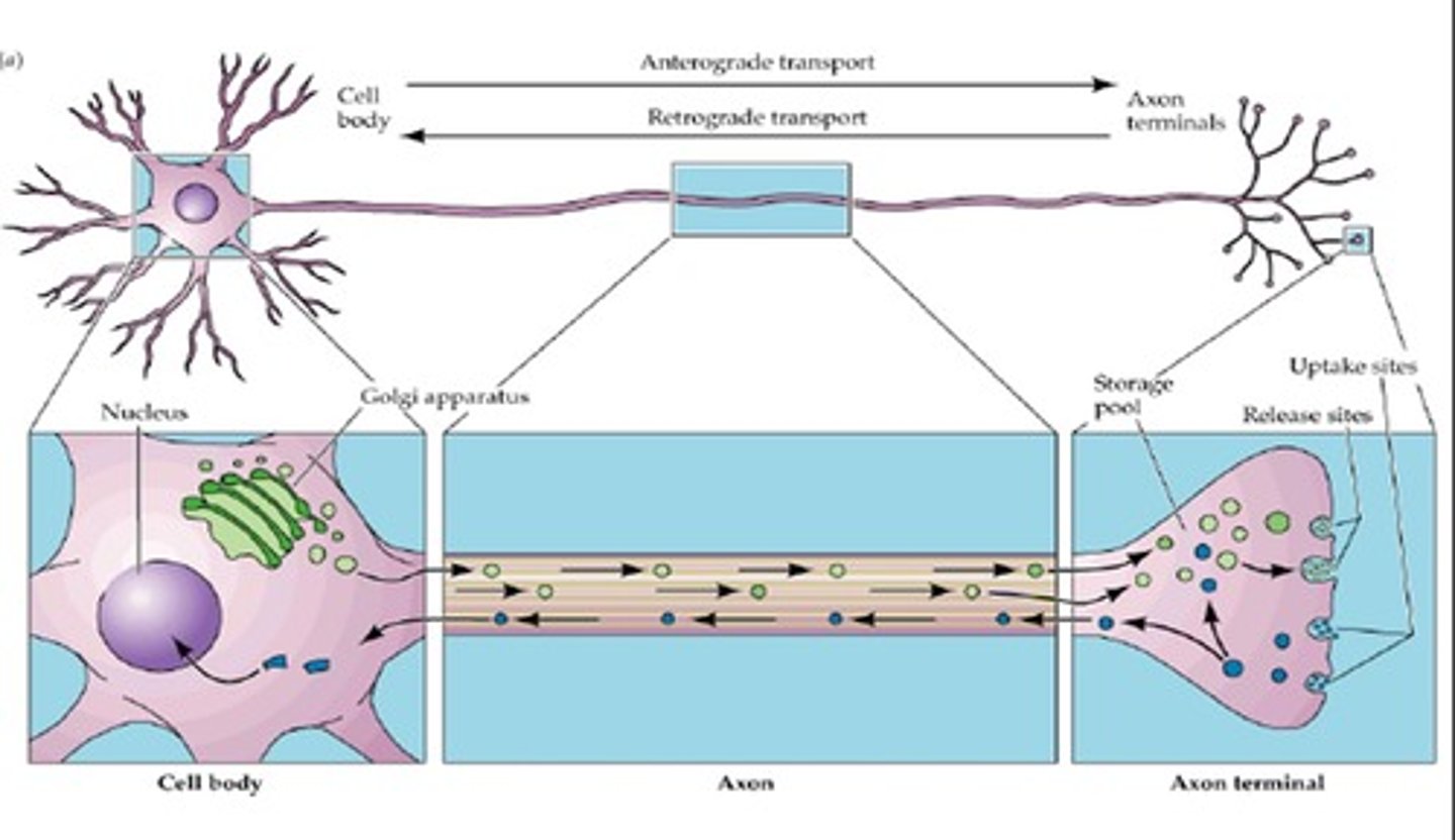 <p>(axoplasmic flow) cellular process responsible for movement of enzymes, cytoskeletal components and new axoplasm for regenerating axons, from the cell body toward the synaptic knob (anterograde).</p>