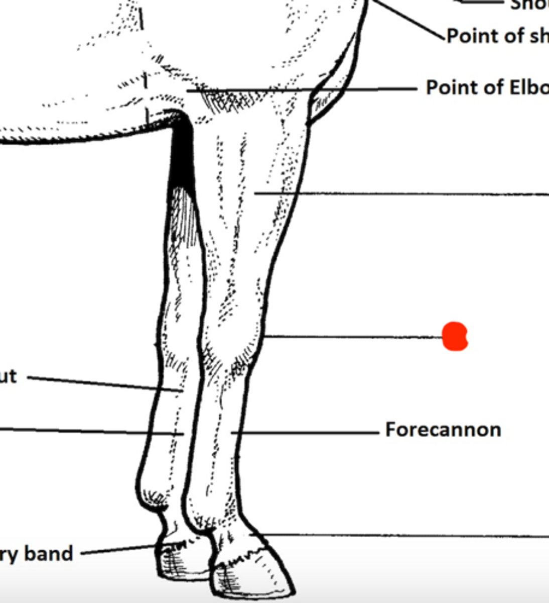 <p>Identify the structure marked by the red dot</p>