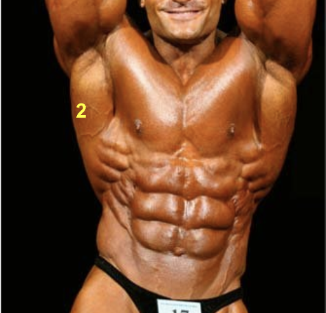 <p>Which muscle is this in a human? </p>