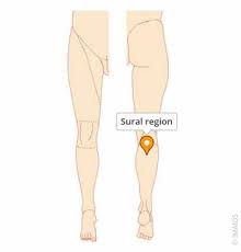 <p>posterior surface of lower leg; calf</p>