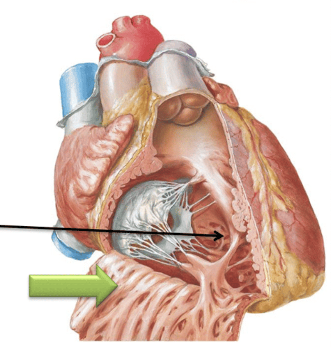 <p>The internal surface of the ventricle consists of irregular projections of muscle called ___ ___.</p>