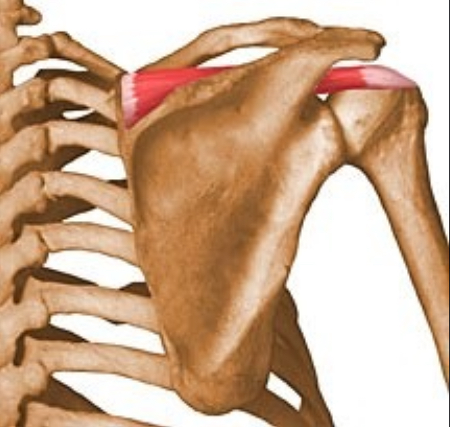 <p>what muscle is this?</p>