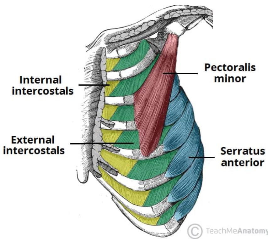 * Fibers run inferomedially (front of thorax) to upper border of next (inferior) rib 
  * Hands in front pockets direction 
* Intercostal nerves (wrap around each rib) 