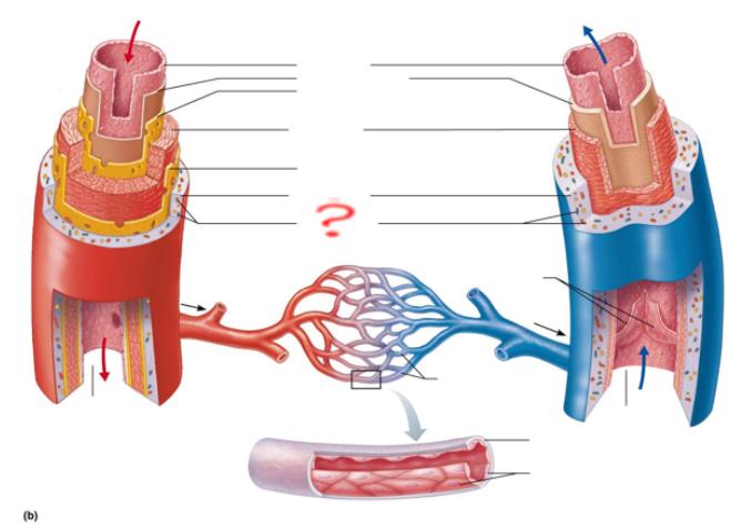 <p>supplies bloodflow</p>