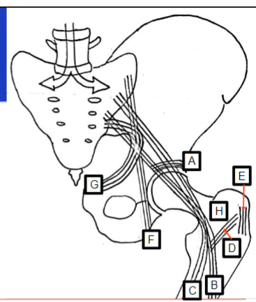 <p>What does G represent</p>