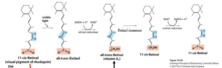 <p><strong>Vitamin A₁ (all-trans-retinol)</strong> is <strong>essential for vision</strong>.</p><ul><li><p>It is later converted into <strong>11-cis-retinal</strong>, which binds to <strong>opsin</strong> to form <strong>rhodopsin</strong> in the retina (more on this in the next slides).</p></li><li><p>Without sufficient <strong>β-carotene</strong> (or Vitamin A), <strong>vision can be impaired</strong>, especially in low light (night blindness).</p></li><li><p><strong>Carrots</strong>, rich in <strong>β-carotene</strong></p></li></ul><p></p>