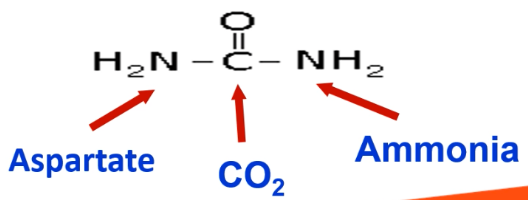 <ul><li><p>Carbonyl group is from CO2.</p></li><li><p>One -NH2 group is from ammonia.</p></li><li><p>Another -NH2 group is from aspartate.</p></li></ul><p></p>