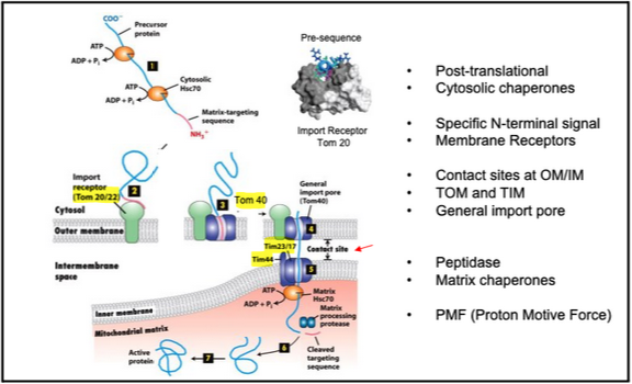 <ul><li><p><span style="background-color: transparent; font-family: "Times New Roman", serif;"><span>Precursor proteins synthesized on cytosolic ribosomes are maintained in an unfolded state by chaperones, such as Hsc70</span></span></p></li><li><p><span style="background-color: transparent; font-family: "Times New Roman", serif;"><span>After binding to the import receptor, the precursor is transferred into the general import pore (TOM for Translocator of Outer Membrane Mitochondria)</span></span></p></li><li><p><span style="background-color: transparent; font-family: "Times New Roman", serif;"><span>Note that translocation occurs at “contact sites” at the inner and outer membranes (Tom and Tim). The matrix chaperone Hsc70 and subsequent ATP hydrolysis help drive import into the matrix.</span></span></p></li><li><p><span style="background-color: transparent; font-family: "Times New Roman", serif;"><span>The targeting signal is VERY different from a signal sequence: it is moderately amphipathic and is recognized by a specific receptor that binds to the TOM complex. What matters is the specific recognition of the signal by this receptor (i.e. protein-protein interaction)</span></span></p></li></ul><p></p>