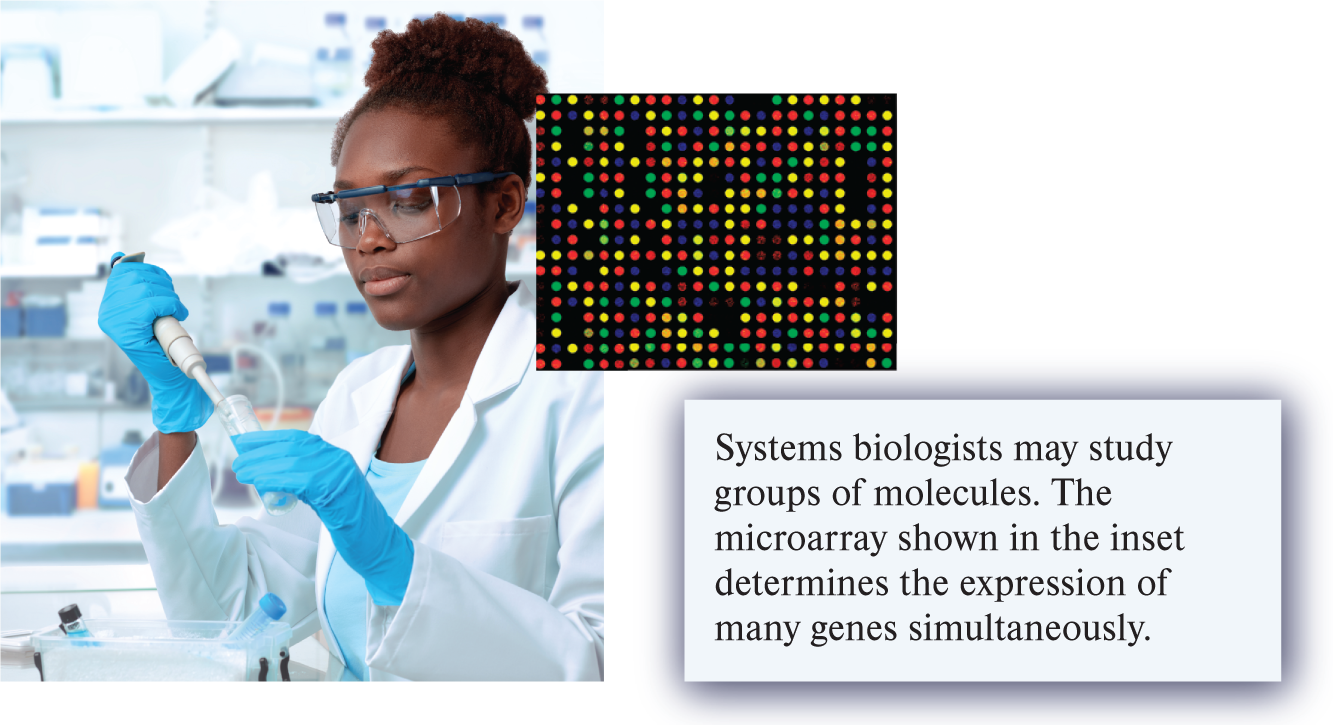 <ul><li><p>All levels, shown here at the molecular level </p></li><li><p>Systems biologists may study groups of macromolecules. The microarray shown in the inset determines the expression of many genes simultaneously </p></li></ul>