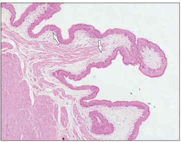 <p>Identify the structure:</p><p>Specie:</p><p>Stain used:</p>