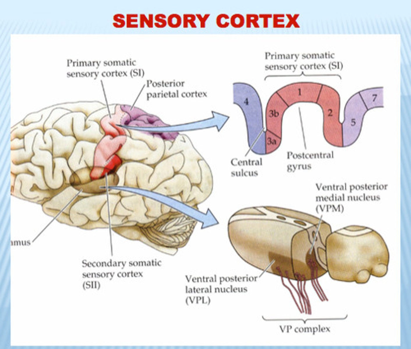 <p>Could not describe objects projected to LVF, but able to select a matching object from a selection of different objects using their left hand.</p>