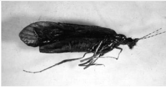 <p>Name this insect (Scientific and Common names)</p>