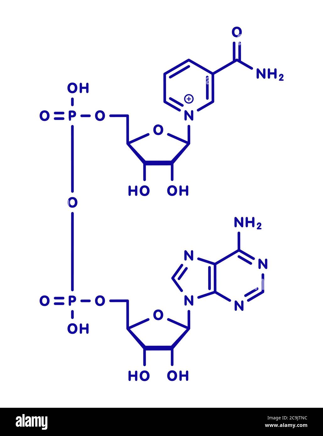 <p>What are the 2 bases in this molecule? what is the molecule? what bond connects the 2 monomers? Is this the oxidized or reduced form of the molecule?</p>
