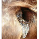 <p>what is poor perineal conformation? </p>