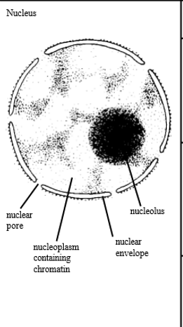 <ul><li><p>it is a membrane bound organelle, containing a nucleolus and chromatin (DNA stored in the nucleus in an uncoiled form), which are contained in the nucleoplasm </p></li><li><p>it has a double membrane called the nuclear envelope which has small holes in called the nuclear pores</p></li><li><p>the outer nuclear membrane is continuous with RER membranes&nbsp;</p></li><li><p>largest organelle&nbsp;</p></li></ul><p></p>