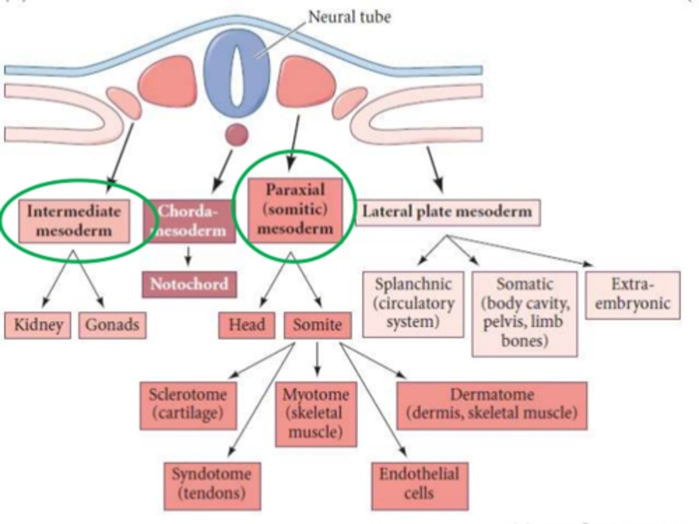 <p>It segments into *somites* that give rise to the vertebrae, ribs, skeletal muscles, and dermis. 💪</p>