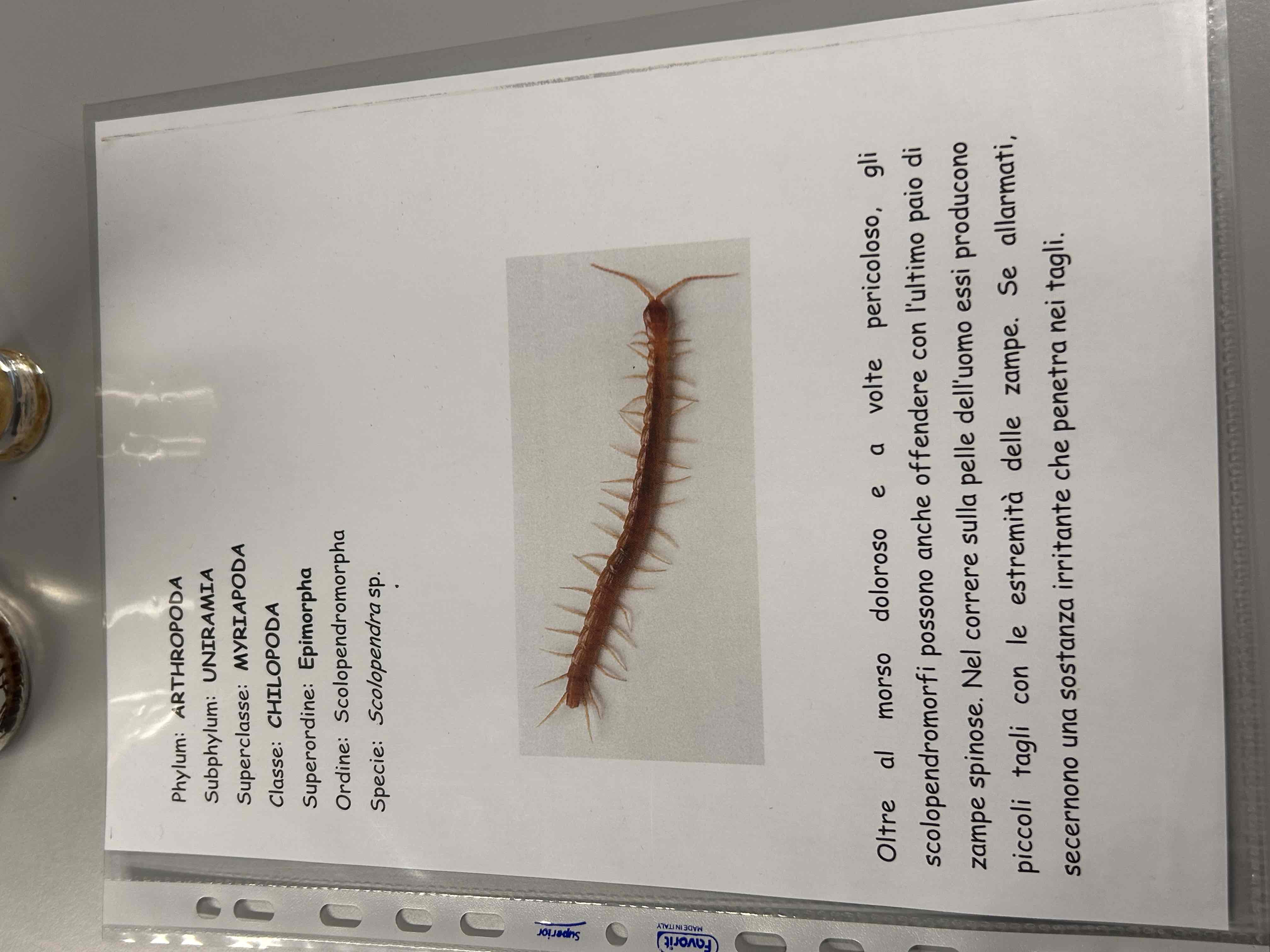<p>Artropodi</p><p>Miriapodi</p><p>Chilopodi</p><p>Scolopendra sp</p>
